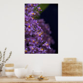 Orchid Oncidium Twinkle Poster (Keuken)