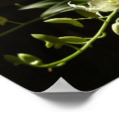 Orchid op zwart poster (Hoek)