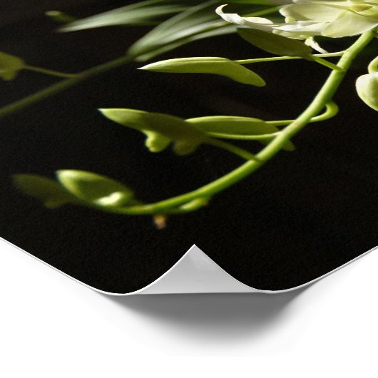 Orchid op zwart poster (Hoek)