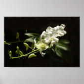 Orchid op zwart poster (Voorkant)