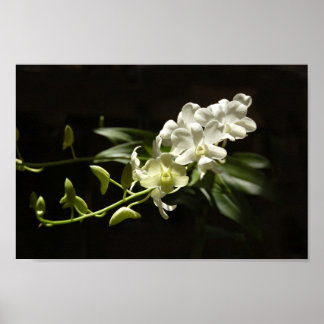 Orchid op zwart poster