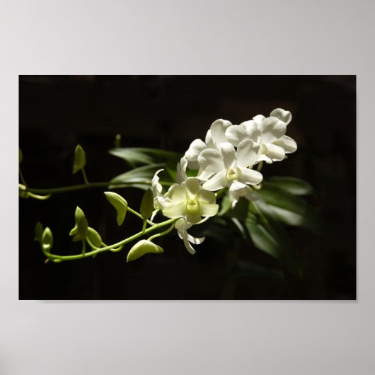 Orchid op zwart poster (Voorkant)
