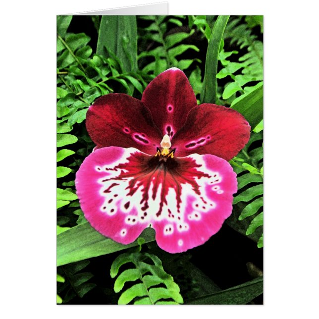 Orchid Orchid Orchid (Voorkant)