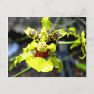 Orchid, Pastaza, Ecuadoraanse Amazone Briefkaart