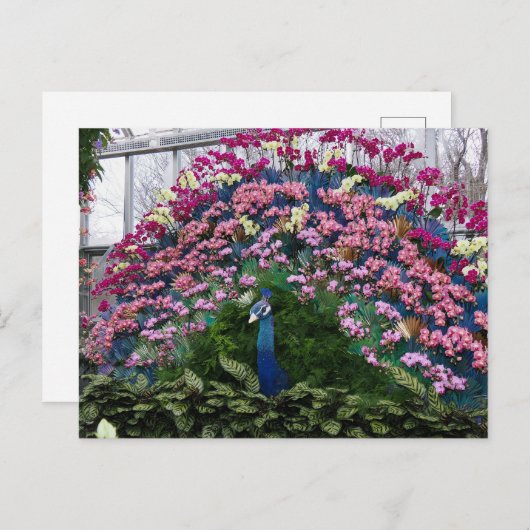 Orchid Peacock Briefkaart (Voorkant / Achterkant)
