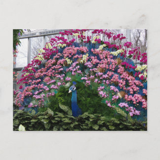 Orchid Peacock Briefkaart