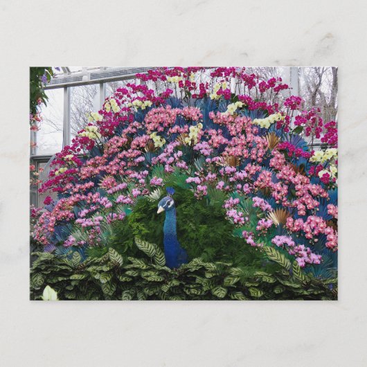Orchid Peacock Briefkaart (Voorkant)