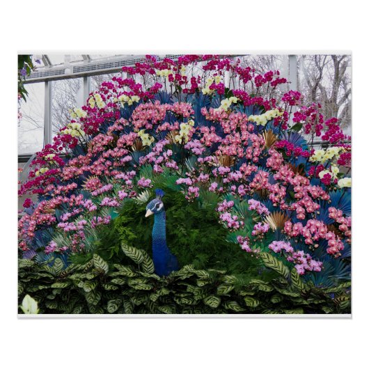 Orchid Peacock Perfect Poster (Voorkant)
