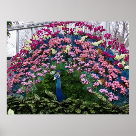 Orchid Peacock Poster (Voorkant)