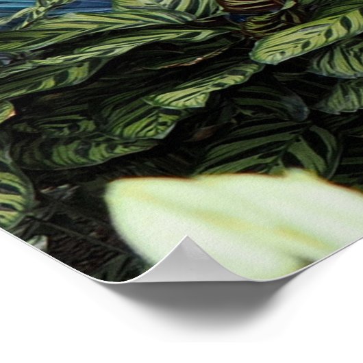 Orchid Peacock Poster (Hoek)