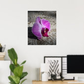 Orchid Phalae Afbeelding -20x24 - of kleiner Poster (Thuiskantoor)