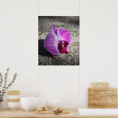Orchid Phalae Afbeelding -20x24 - of kleiner Poster (Keuken)