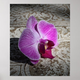Orchid Phalae Afbeelding -20x24 - of kleiner Poster
