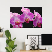 Orchid Phalaenopsis Cluster Poster -36x24 (Thuiskantoor)