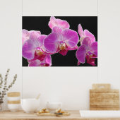 Orchid Phalaenopsis Cluster Poster -36x24 (Keuken)