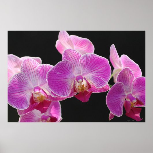 Orchid Phalaenopsis Cluster Poster -36x24 (Voorkant)
