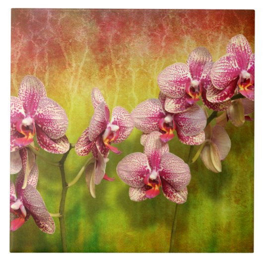 Orchid - Phalaenopsis - Gewoon een genoegen Tegeltje (Voorkant)