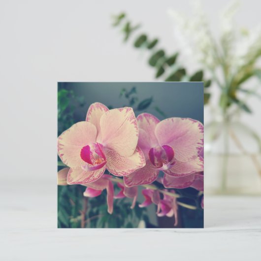Orchid phalaenopsis ppolka dot roze bloemen bloeme kaart (Staand voorkant)
