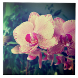 Orchid phalaenopsis ppolka dot roze bloemen bloeme tegeltje