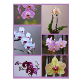 Orchid Photo Collage Foto Afdruk (Voorkant)