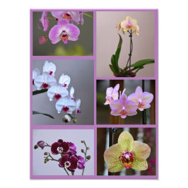 Orchid Photo Collage Foto Afdruk