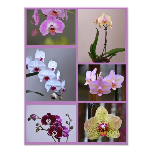 Orchid Photo Collage Foto Afdruk (Voorkant)