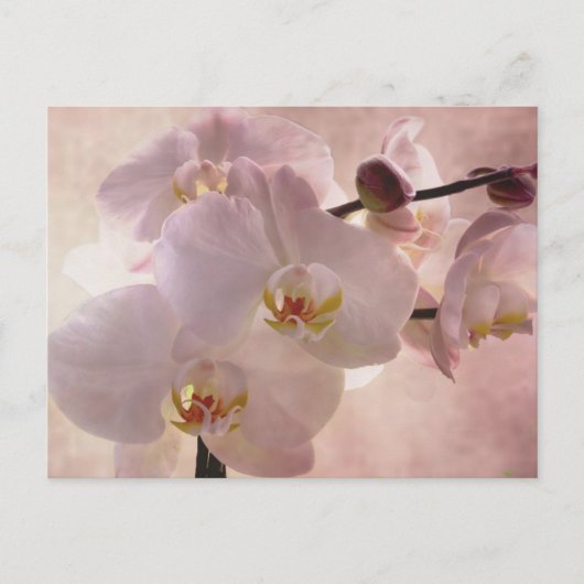 Orchid Postacrd Briefkaart (Voorkant)