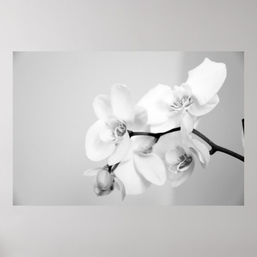 Orchid Poster (Voorkant)