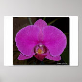 Orchid Poster (Voorkant)