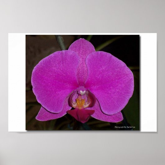 Orchid Poster (Voorkant)
