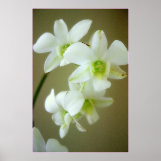 orchid poster (Voorkant)