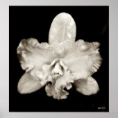 Orchid Poster (Voorkant)
