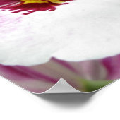 ORCHID POSTER (Hoek)