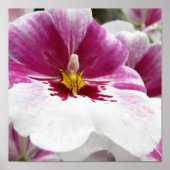 ORCHID POSTER (Voorkant)