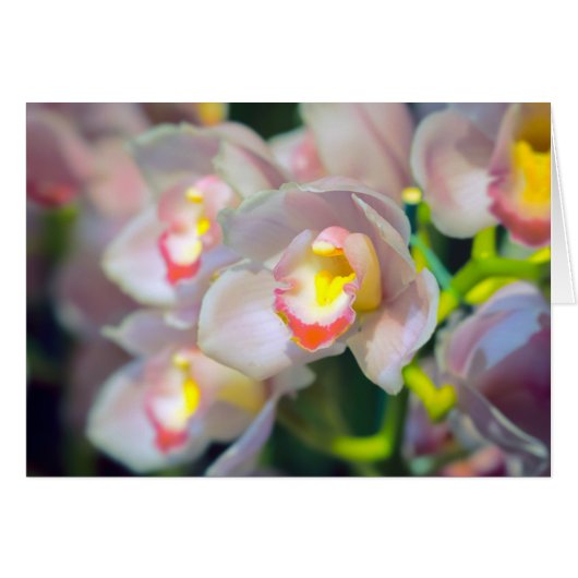 Orchid Restyle (Voorkant Horizontaal)