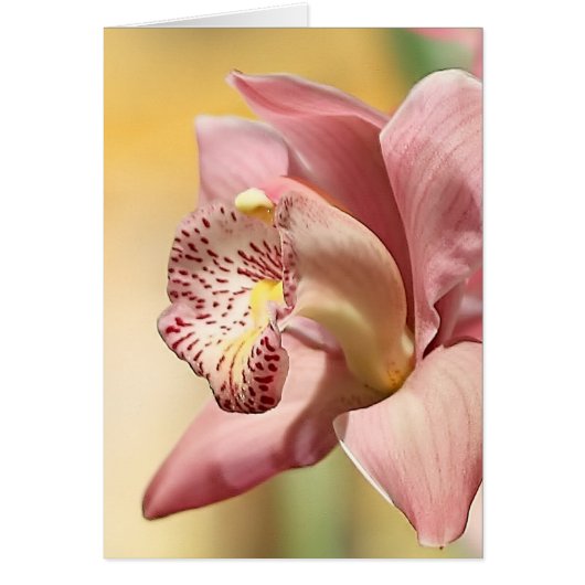 Orchid Single Pink Bloom Happy Pasen (Voorkant)