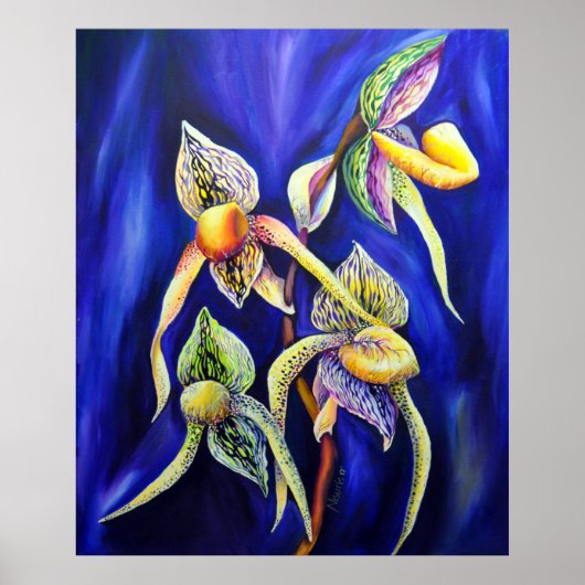 Orchid - The Paphiopedilum Lady's Slipp Poster (Voorkant)