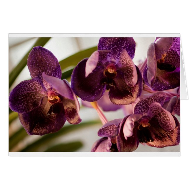 Orchid Vanda Pure's Wax Flower Group (Voorkant Horizontaal)