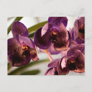 Orchid Vanda Pure's Wax Flower Group Briefkaart