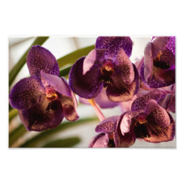 Orchid Vanda Pure's Wax Flower Group Foto Afdruk