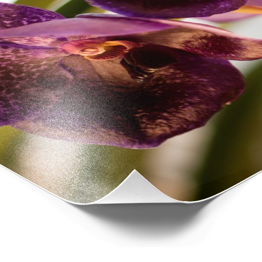 Orchid Vanda Pure's Wax Flower Group Foto Afdruk (Hoek)
