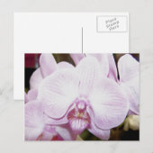 Orchid Vier Briefkaart (Voorkant / Achterkant)