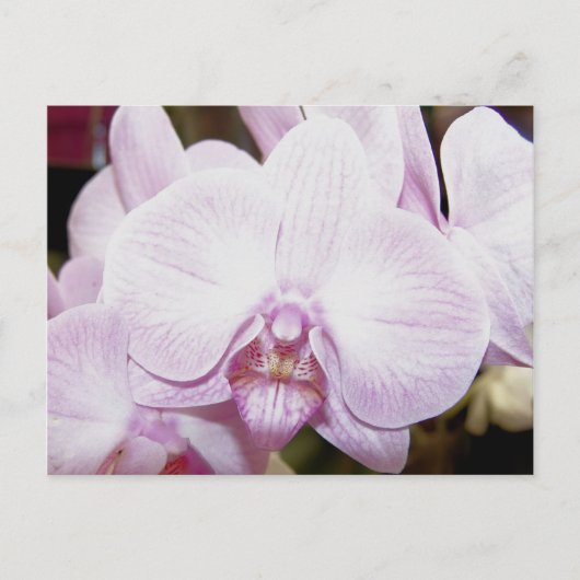 Orchid Vier Briefkaart (Voorkant)