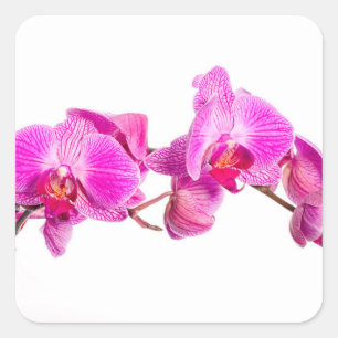 Orchid Vierkante Sticker
