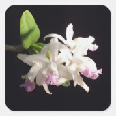Orchid Vierkante Sticker (Voorkant)