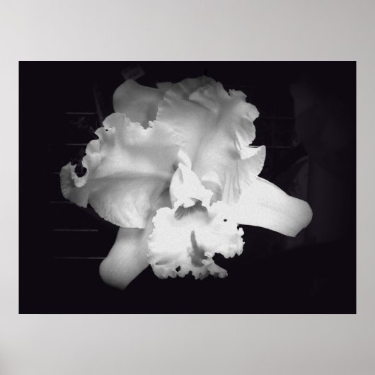 Orchid - Vivid Black en White Abstract Poster (Voorkant)