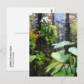 Orchid Wall Briefkaart (Voorkant / Achterkant)