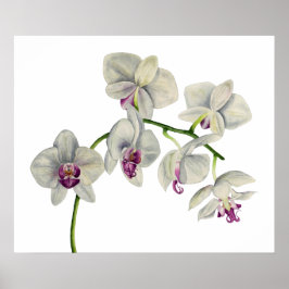 Orchid Waterverf schilderen Poster