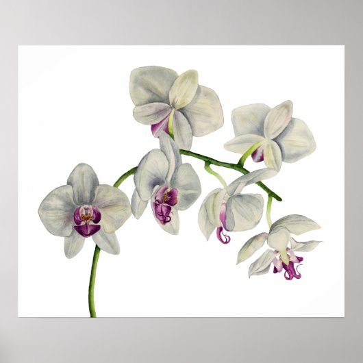 Orchid Waterverf schilderen Poster (Voorkant)