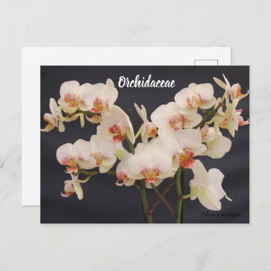 Orchidaceae, orquidea briefkaart (Voorkant / Achterkant)